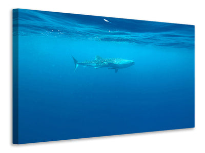 panoramic-3-piece-canvas-print-the-whale-shark