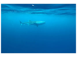 4-piece-canvas-print-the-whale-shark