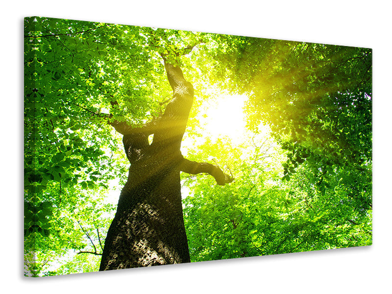 panoramic-canvas-print-tree