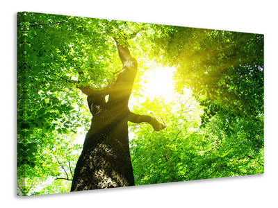 5-piece-canvas-print-tree