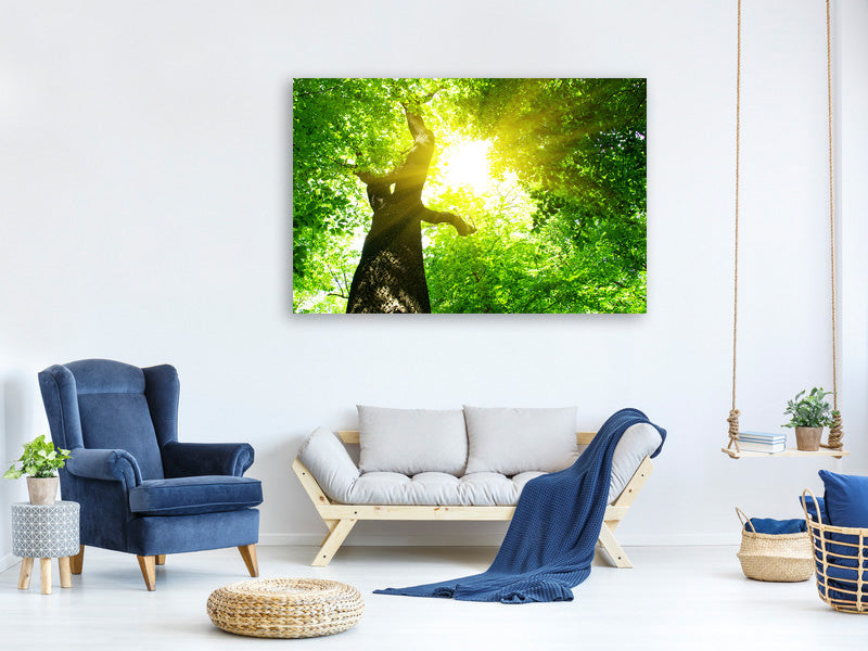 panoramic-3-piece-canvas-print-tree