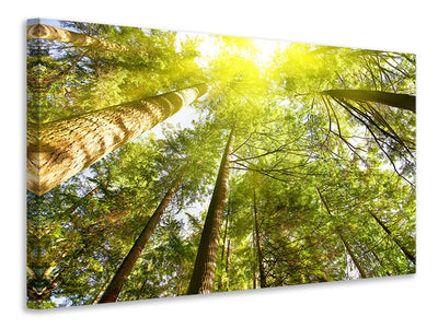 4-piece-canvas-print-treetops-in-the-sun