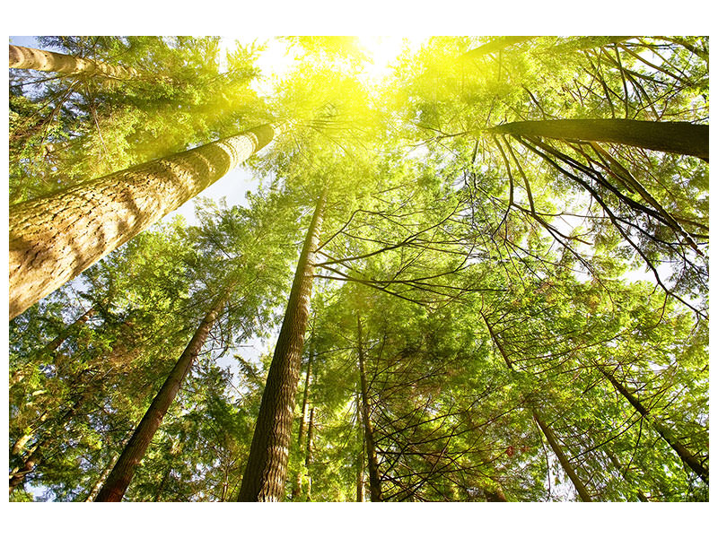 4-piece-canvas-print-treetops-in-the-sun