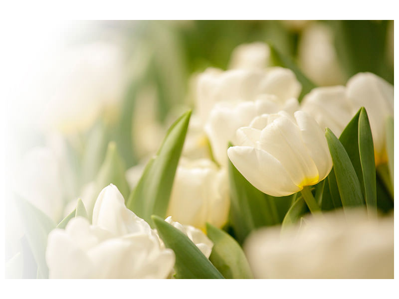 modern-4-piece-canvas-print-tulips-perspective