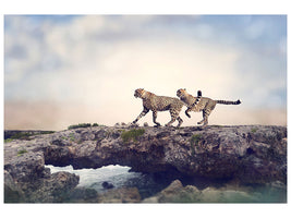 panoramic-canvas-print-two-cheetahs