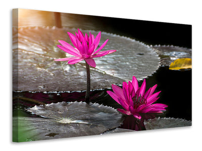 5-piece-canvas-print-water-lily-in-the-morning-dew