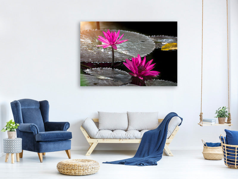 5-piece-canvas-print-water-lily-in-the-morning-dew