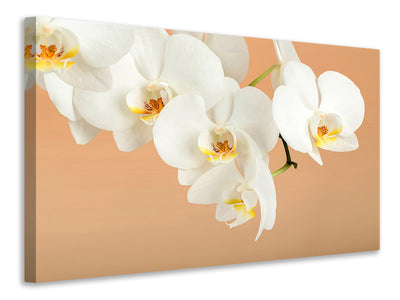 modern-4-piece-canvas-print-white-orchid-flowers