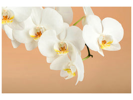 4-piece-canvas-print-white-orchid-flowers
