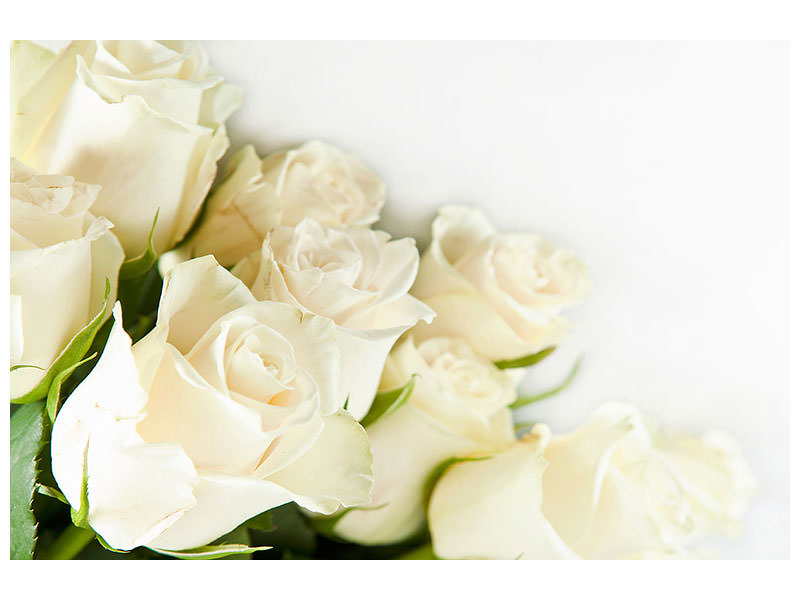 3-piece-canvas-print-white-roses