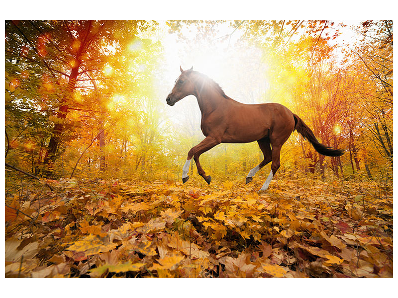 5-piece-canvas-print-whole-blood-in-autumn-forest