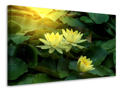 3-piece-canvas-print-wild-lotus