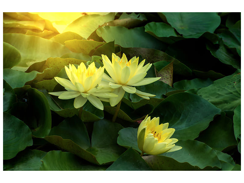 5-piece-canvas-print-wild-lotus