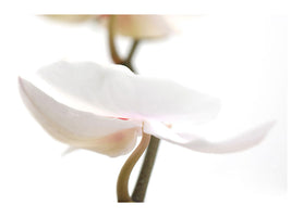 panoramic-3-piece-canvas-print-xxl-orchid-flower