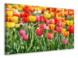 5-piece-canvas-print-a-colorful-tulip-field
