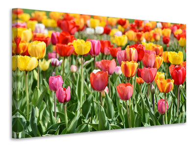 4-piece-canvas-print-a-colorful-tulip-field
