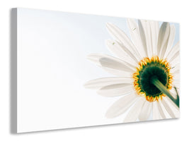 panoramic-3-piece-canvas-print-a-daisy