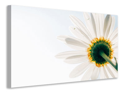 modern-4-piece-canvas-print-a-daisy