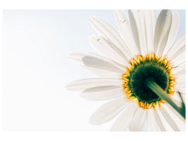 panoramic-3-piece-canvas-print-a-daisy