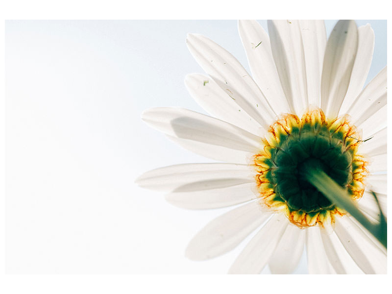 3-piece-canvas-print-a-daisy