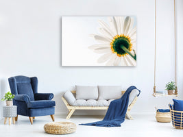 panoramic-3-piece-canvas-print-a-daisy