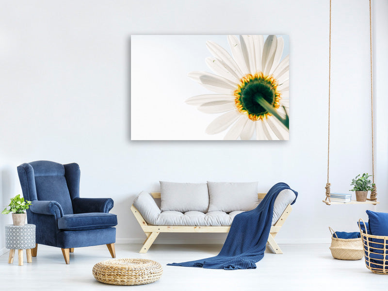panoramic-3-piece-canvas-print-a-daisy