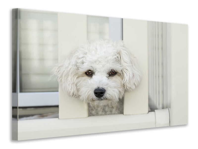 3-piece-canvas-print-a-dog-girl-to-fall-in-love