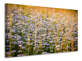 panoramic-canvas-print-a-field-full-of-camomile