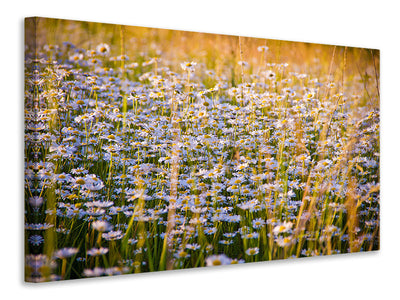 panoramic-canvas-print-a-field-full-of-camomile