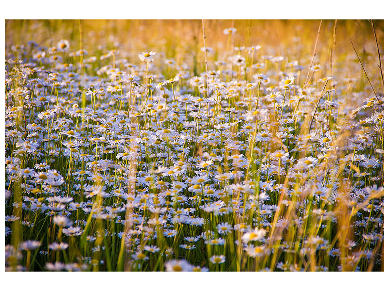 3-piece-canvas-print-a-field-full-of-camomile