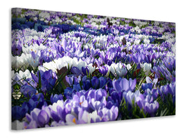 panoramic-canvas-print-a-field-full-of-crocuses