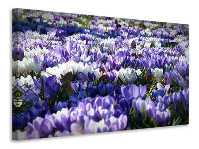 5-piece-canvas-print-a-field-full-of-crocuses