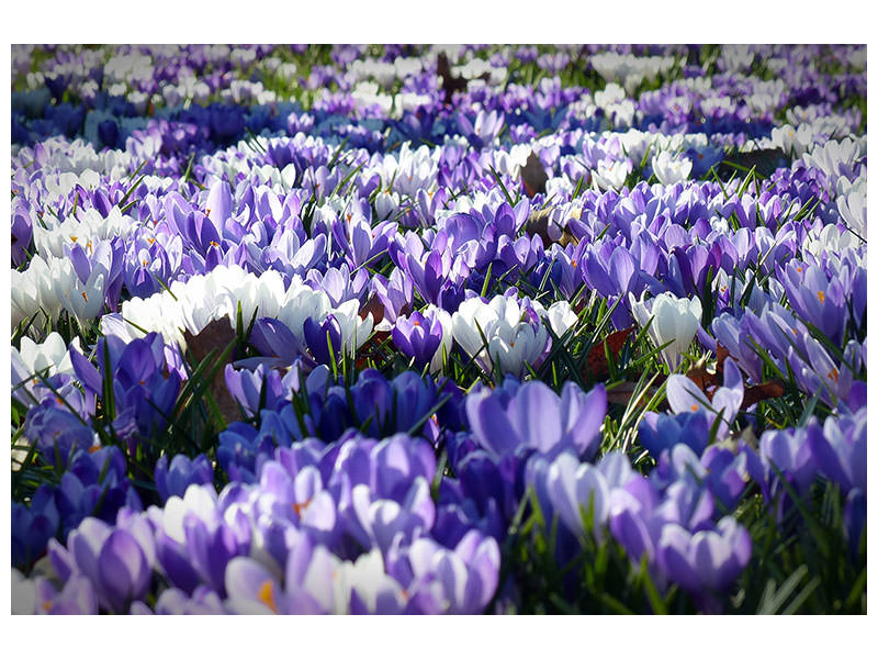 modern-3-piece-canvas-print-a-field-full-of-crocuses
