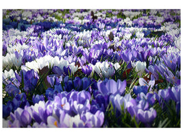 panoramic-canvas-print-a-field-full-of-crocuses