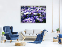 4-piece-canvas-print-a-field-full-of-crocuses