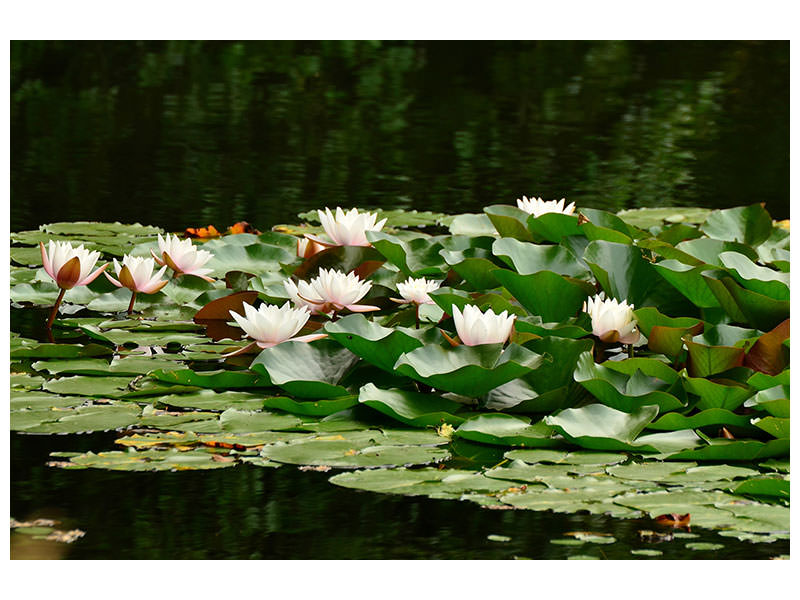 panoramic-3-piece-canvas-print-a-field-full-of-water-lilies