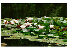 3-piece-canvas-print-a-field-full-of-water-lilies