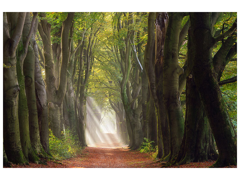 5-piece-canvas-print-a-glorious-day