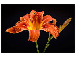 3-piece-canvas-print-a-lily-flower-in-orange