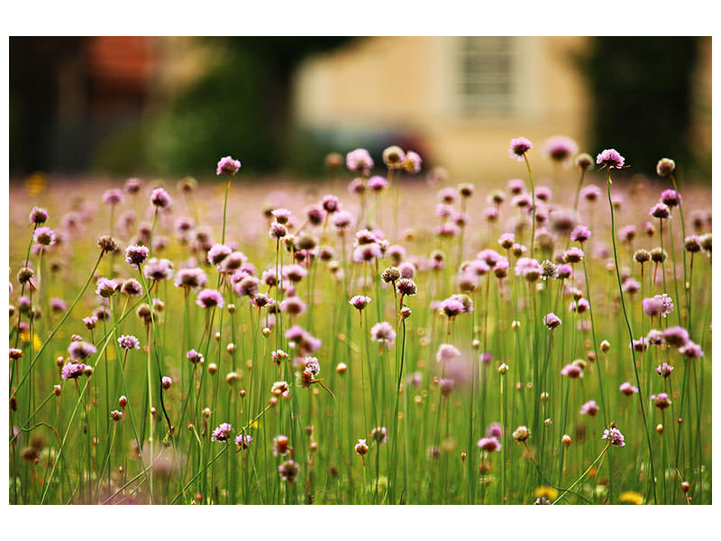 3-piece-canvas-print-a-meadow-full-of-flowers