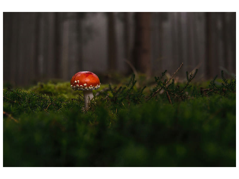 panoramic-3-piece-canvas-print-a-mushroom-in-the-forest
