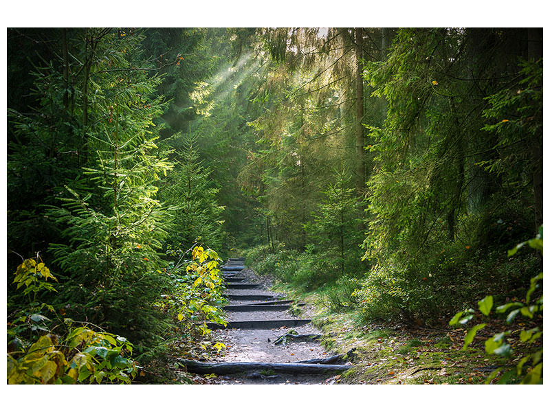 3-piece-canvas-print-a-path-between-firs