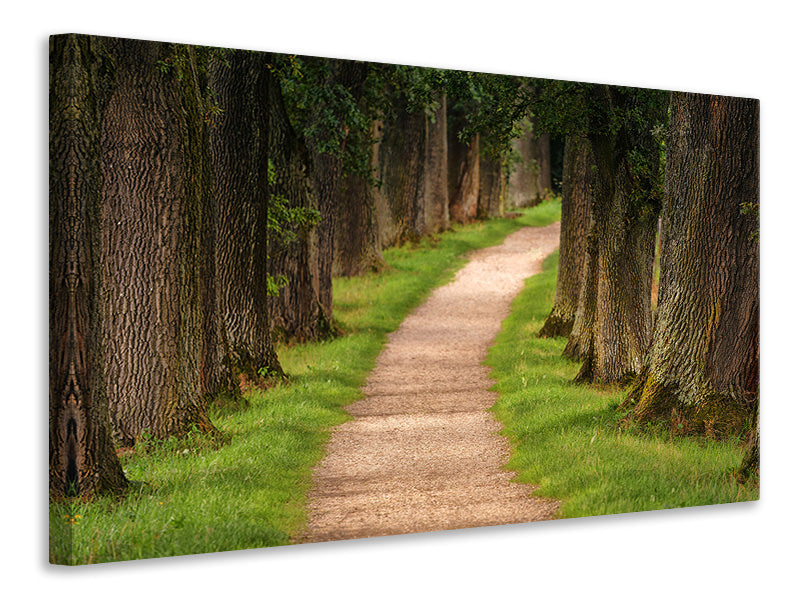 panoramic-canvas-print-a-path-in-the-forest