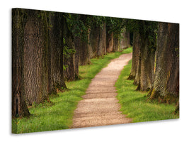 5-piece-canvas-print-a-path-in-the-forest