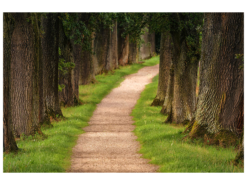 panoramic-3-piece-canvas-print-a-path-in-the-forest