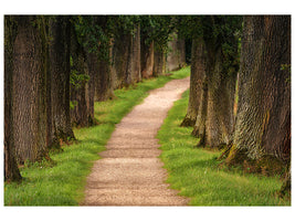 modern-4-piece-canvas-print-a-path-in-the-forest
