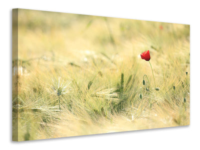 panoramic-3-piece-canvas-print-a-poppy