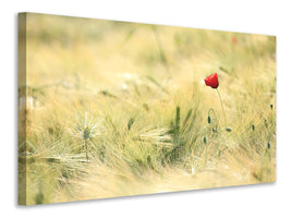 modern-4-piece-canvas-print-a-poppy