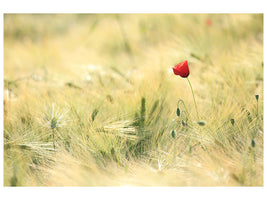modern-4-piece-canvas-print-a-poppy