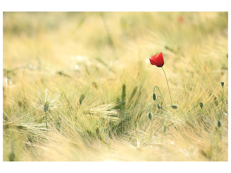 modern-4-piece-canvas-print-a-poppy